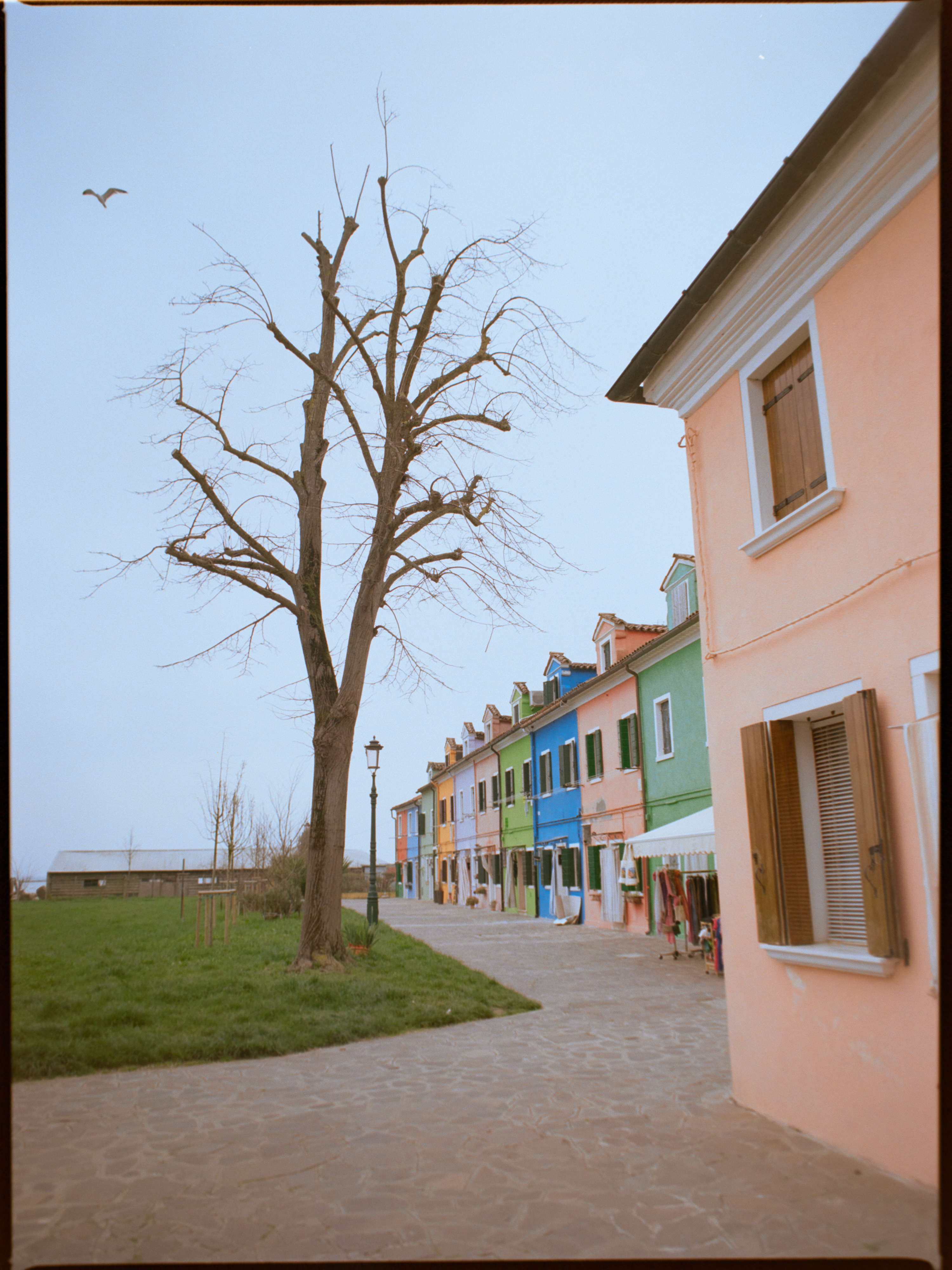Street-level view along multi-coloured Burano houses with bare tree and bird in flight — Venice on film