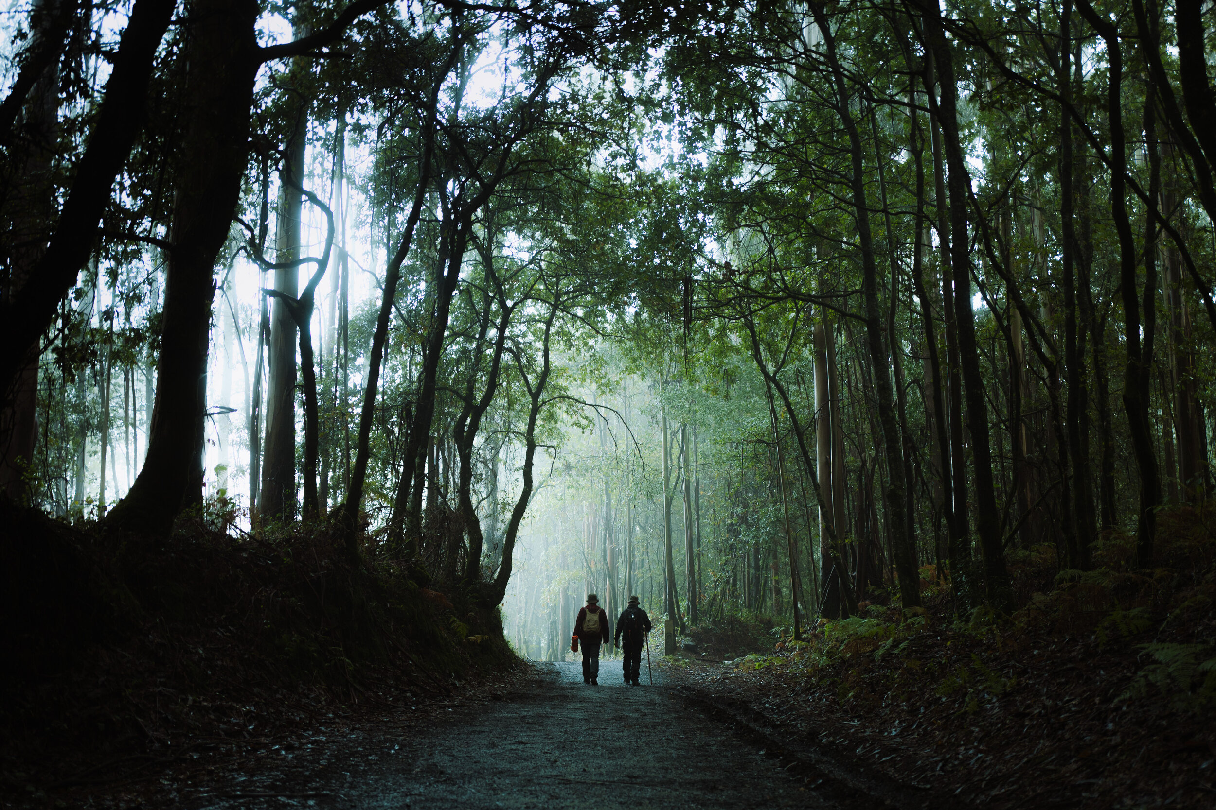 hikers camino de santiago misty forest path lifestyle photographer london